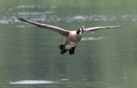 Canada Goose
