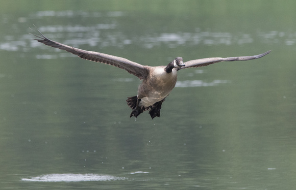 Canada Goose