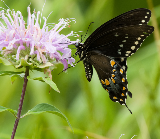 Black Swallowtail
