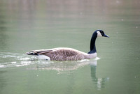 Canada Goose