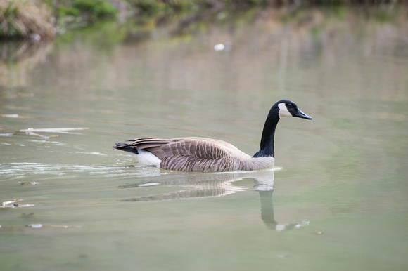 Canada Goose