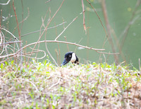 Canada Goose