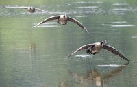 Canada Geese