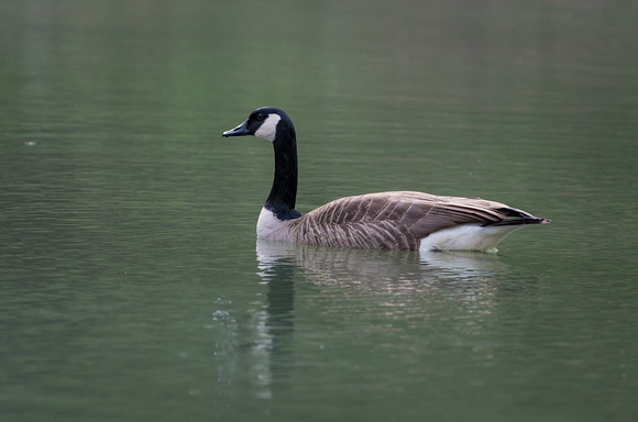 Canada Goose