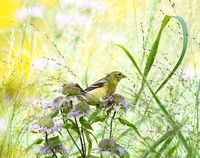 Songbirds & Common Birds of Western PA