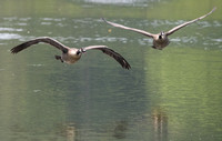 Canada Geese