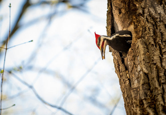 Pileated Woodpecker cleaning it's nest