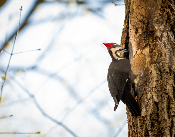 Pileated Woodpecker cleaning it's nest