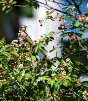 American Robin in a Serviceberry Tree