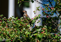 American Robin in a Serviceberry Tree