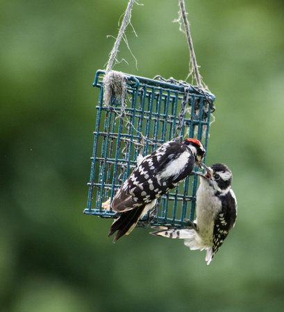 Downey Woodpeckers