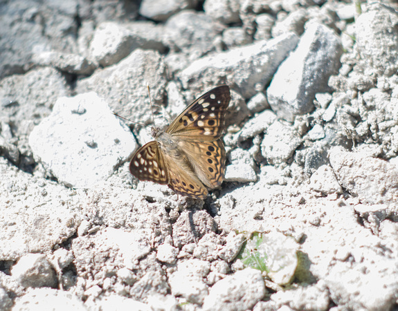 Hackberry Emperor Butterfly