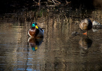 Mallards