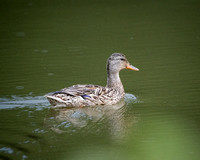 Young Mallard