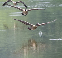 Canada Geese