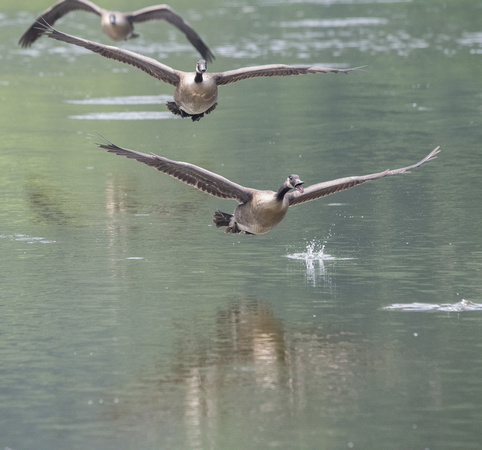 Canada Geese