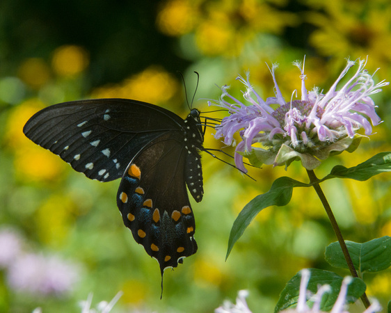 Black Swallowtail