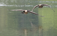 Canada Geese