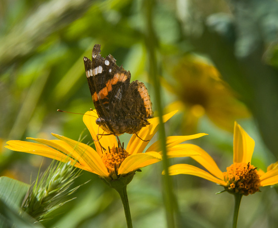 Red Admiral Butterfly