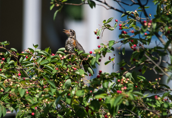 American Robin in a Serviceberry Tree