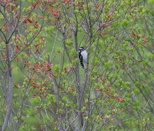 Downy Woodpecker