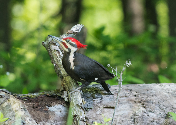 Pileated Woodpecker