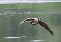 Canada Goose