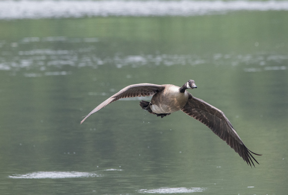Canada Goose