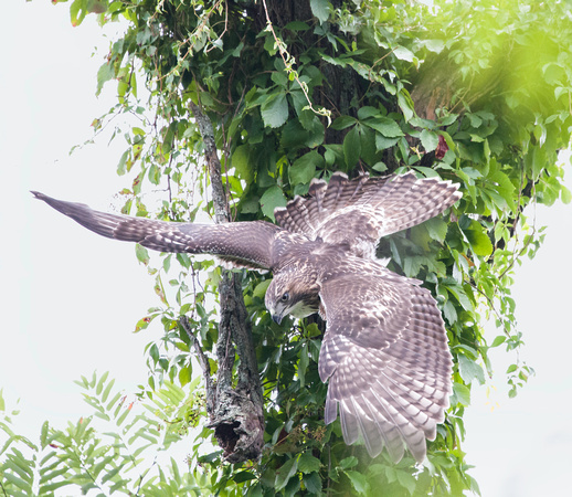 Redtail Hawk