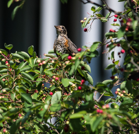 American Robin in a Serviceberry Tree